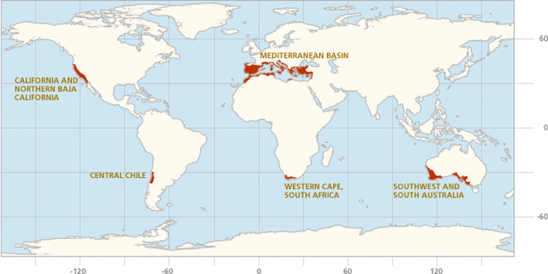 Location On Map - The Amazing Chaparral