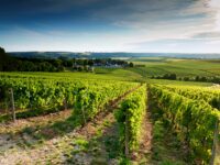 Chablis-Wine-Region Chablis-Wine-Region