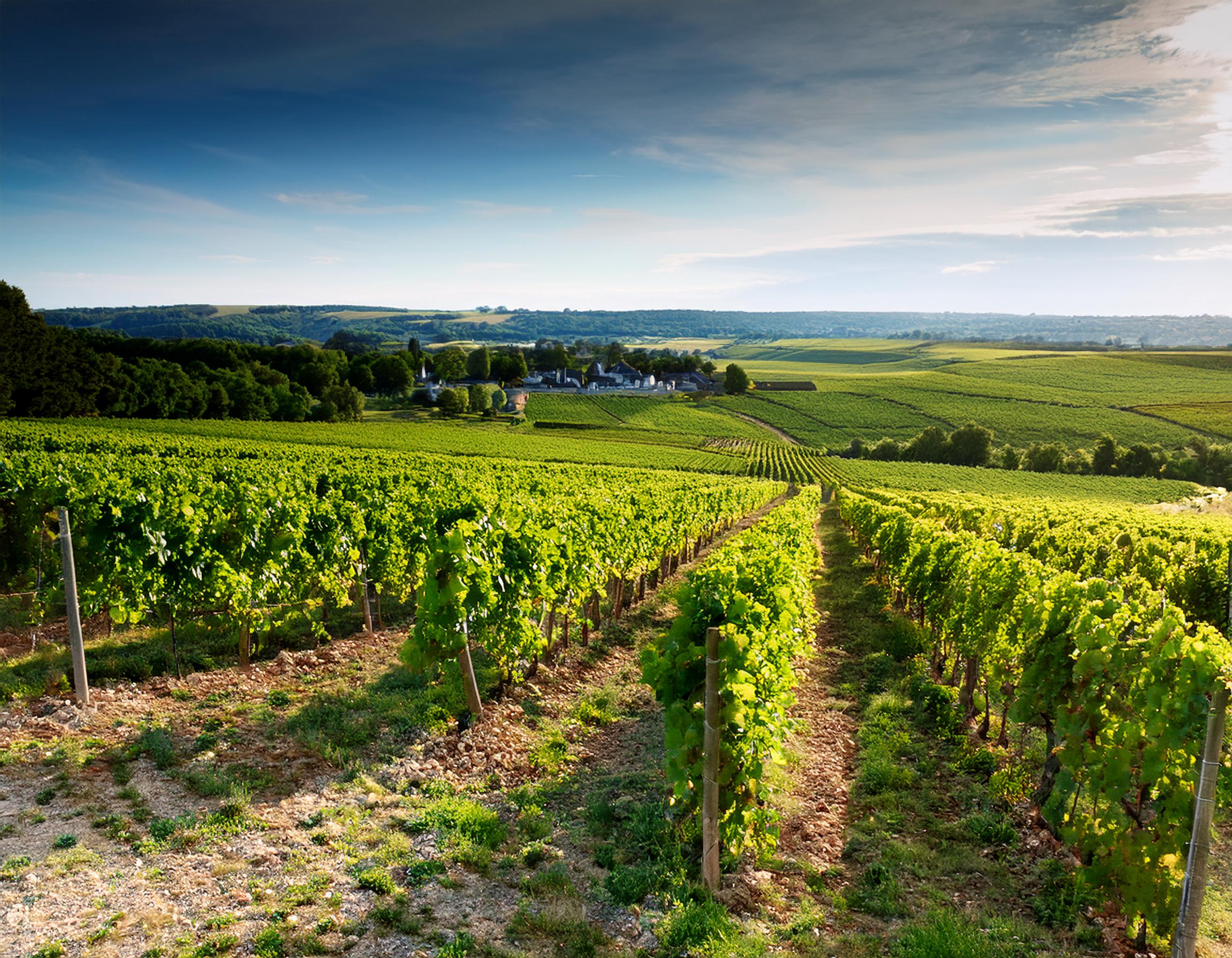 Chablis Wine Region by Wine & Chocolate Harmony