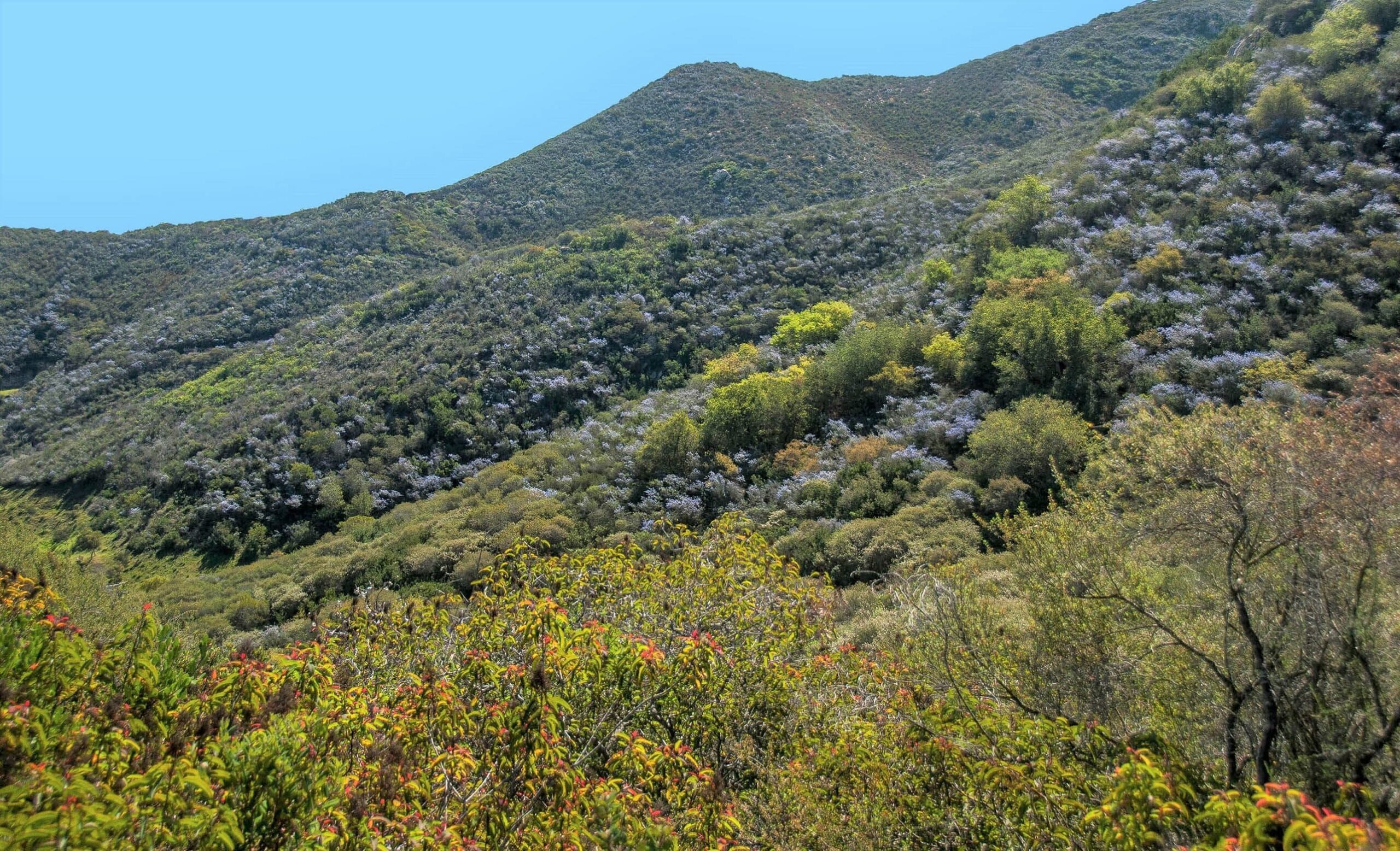 The chaparral biome is often misunderstood